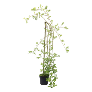 Salix caprea Kilmarnock