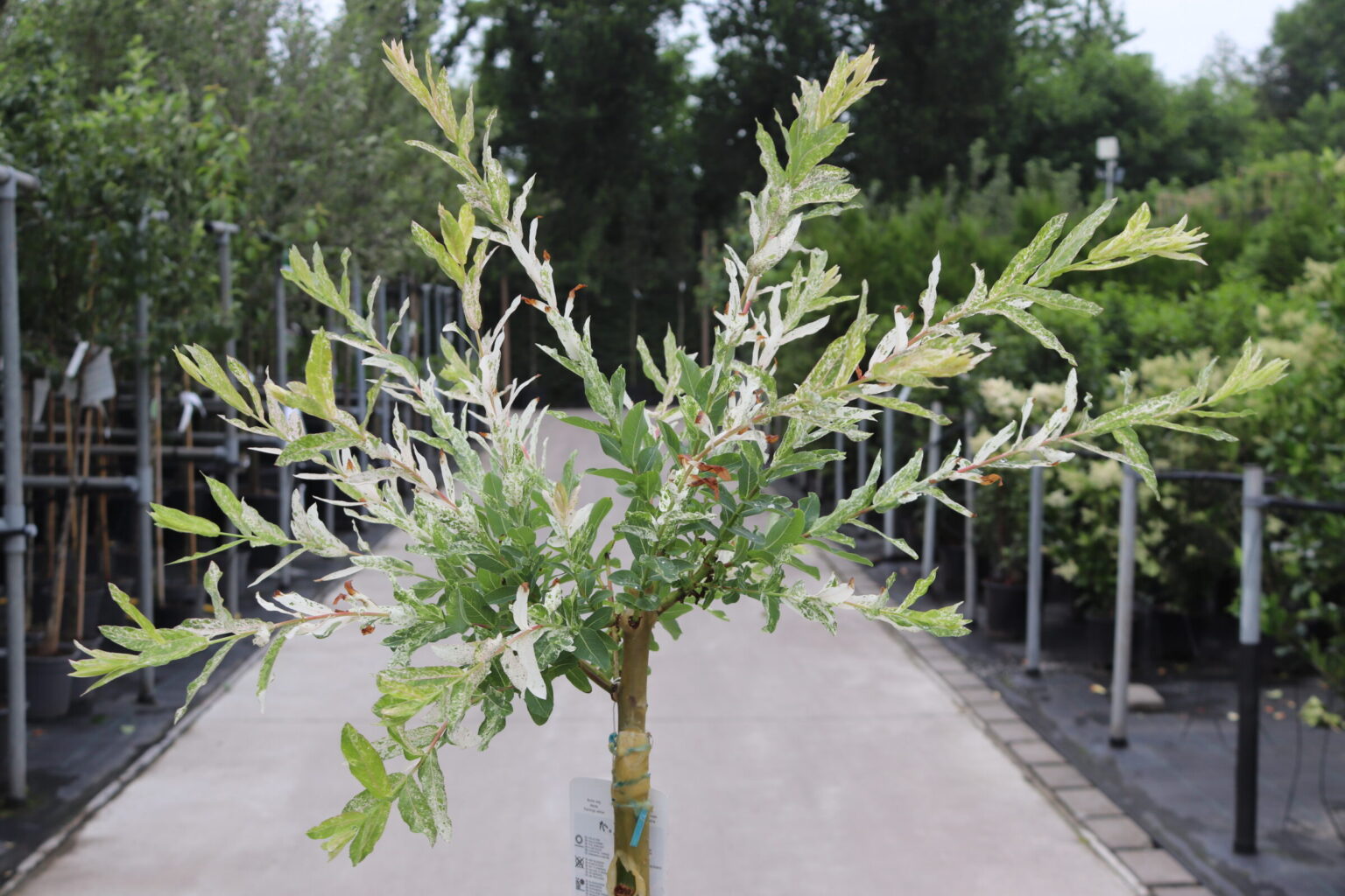 Salix integra Hakuro-nishiki - Zeelandplant