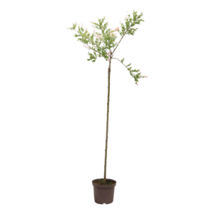 Salix integra Hakuro-nishiki