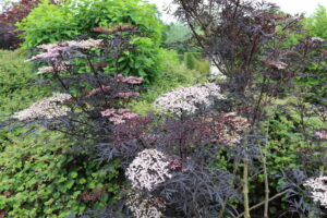 Sambucus nigra Black Lace
