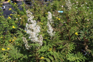 Sorbaria sorbifolia Sem
