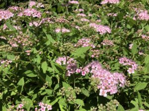 Spiraea japonica Little Princess