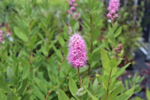 Spiraea billardii