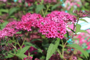 Spiraea japonica Anthony Waterer