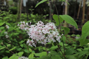 Syringa microphylla Superba