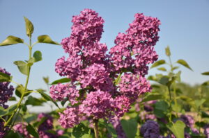 Syringa vulgaris Andenken an Ludwig Späth