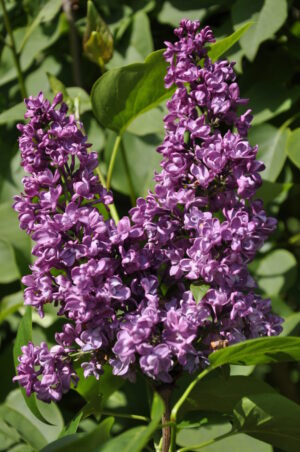 Syringa vulgaris Charles Joly