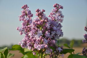 Syringa vulgaris Michel Buchner