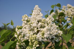 Syringa vulgaris Mme Lemoine
