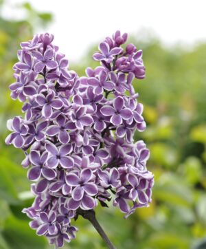 Syringa vulgaris Sensation
