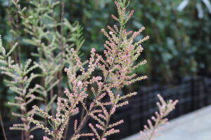 Tamarix tetrandra