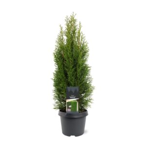 Thuja occidentalis Smaragd