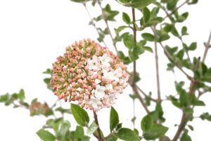 Viburnum carlcephalum