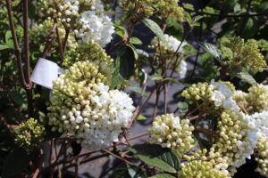 Viburnum Eskimo