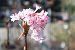 Viburnum bodnantense Charles Lamont