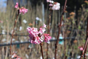 Viburnum bodnantense Dawn