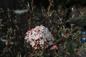 Viburnum burkwoodii