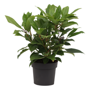 Viburnum davidii