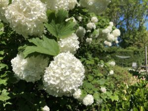 Viburnum opulus Roseum