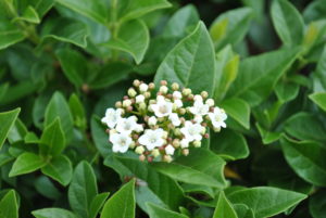Viburnum tinus