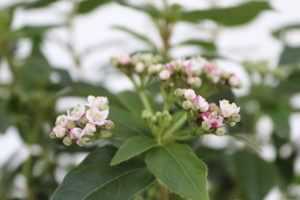 Viburnum tinus Eve Price