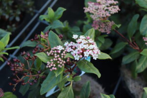 Viburnum tinus Gwenllian