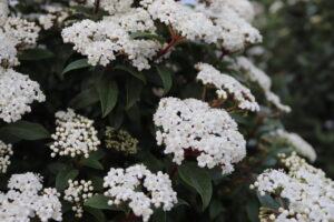 Viburnum tinus Spirit
