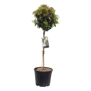 Viburnum tinus