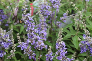 Vitex agnus-castus