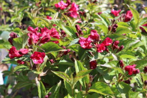 Weigela Bristol Ruby