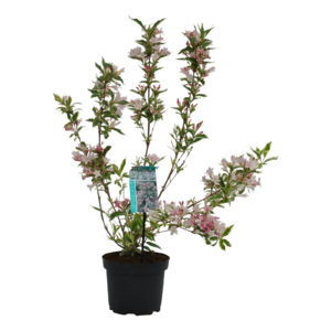 Weigela Nana Variegata
