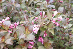Weigela florida Foliis Purpureis
