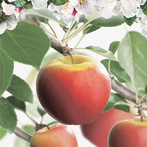 Malus domestica Elstar