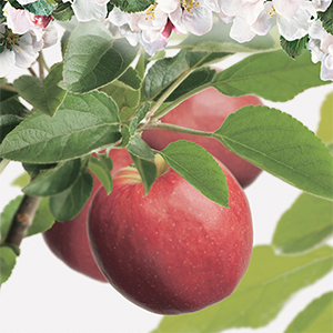 Malus domestica Cox's Orange Pippin