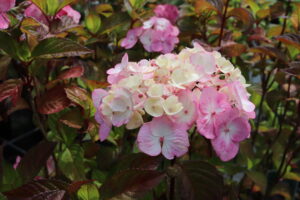 Hydrangea serrata Preziosa