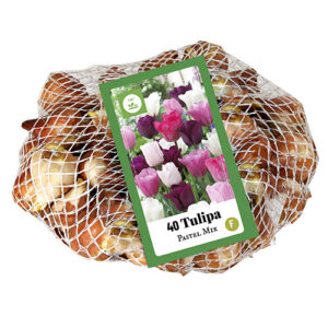 Tulipa pastel mix