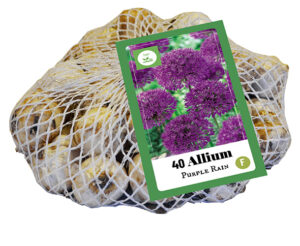 Allium Purple Rain