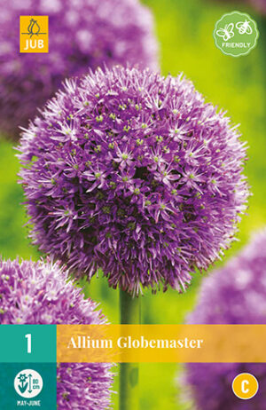 Allium Globemaster