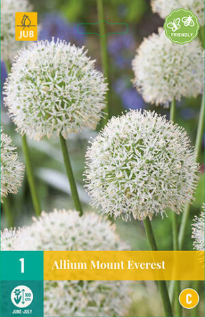 Allium Mount Everest