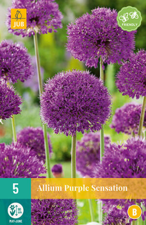 Allium aflatunense Purple Sensation