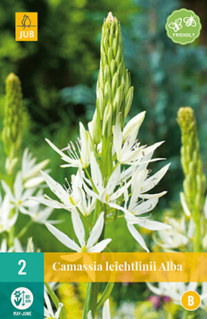 Camassia leichtlinii Alba