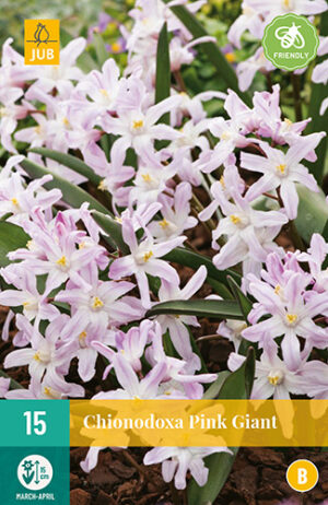 Chionodoxa forbesii Pink Giant
