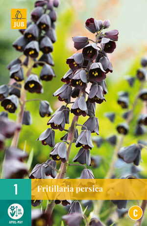 Fritillaria persica