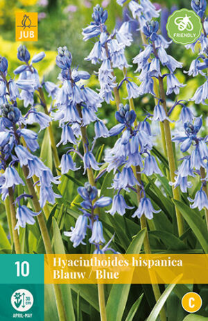 Hyacinthoides hispanica Blue