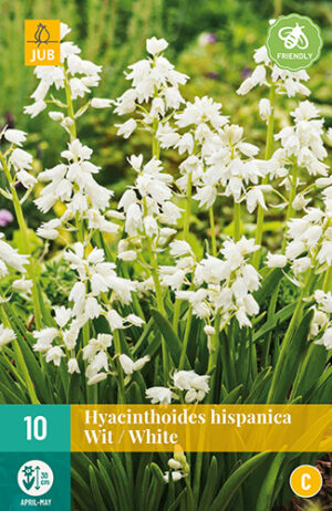 Hyacinthoides hispanica White
