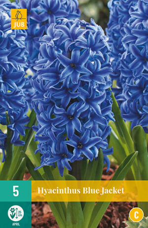 Hyacinthus Blue Jacket