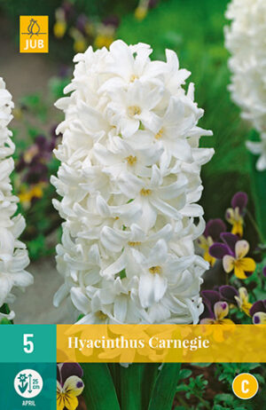 Hyacinthus Carnegie