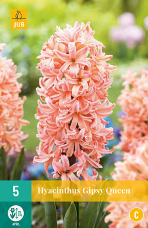 Hyacinthus Gipsy Queen