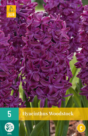 Hyacinthus Woodstock