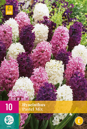 Hyacinthus pastel mix